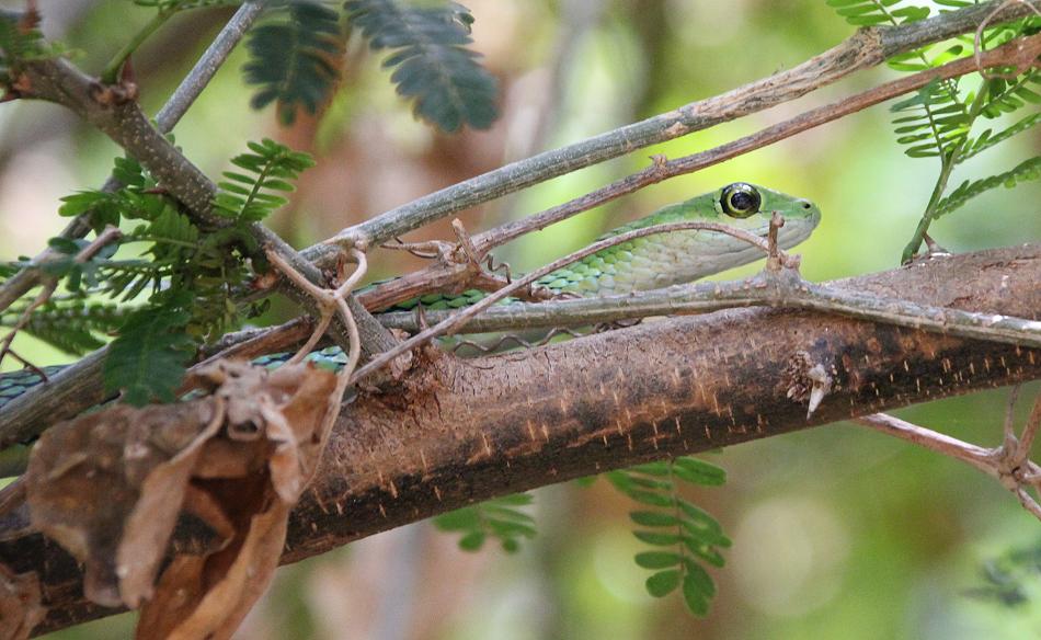 Grasnatter frißt Frosch