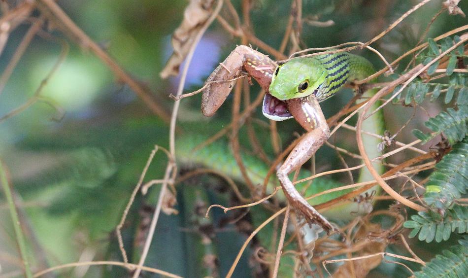 Grasnatter frißt Frosch