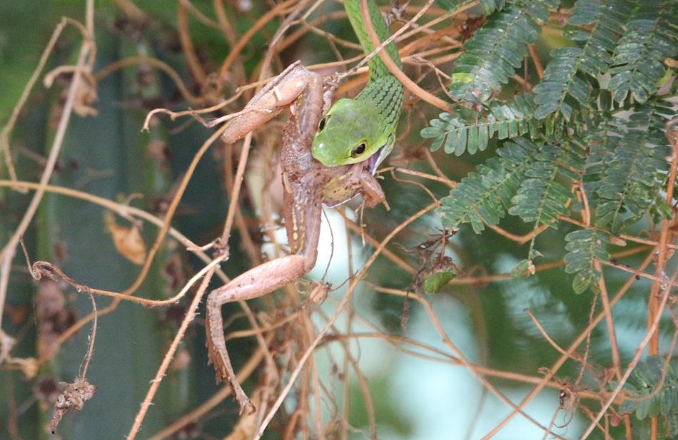Grasnatter frißt Frosch