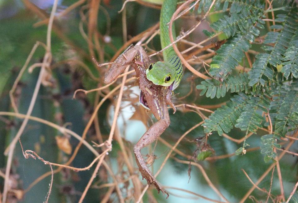 Grasnatter frißt Frosch