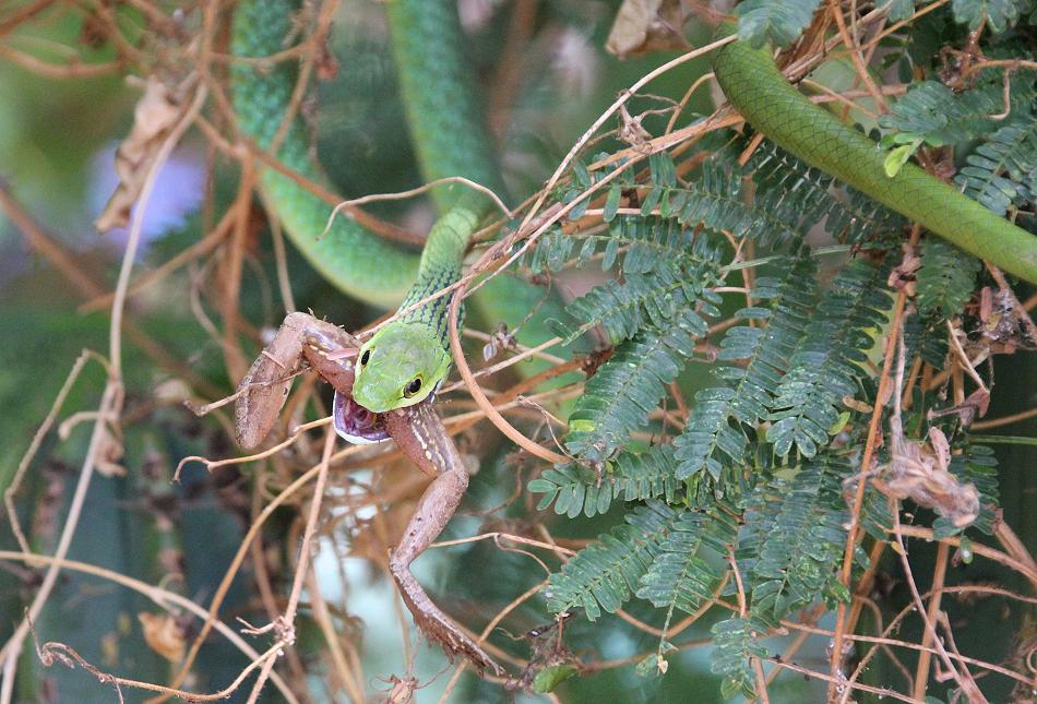 Grasnatter frißt Frosch