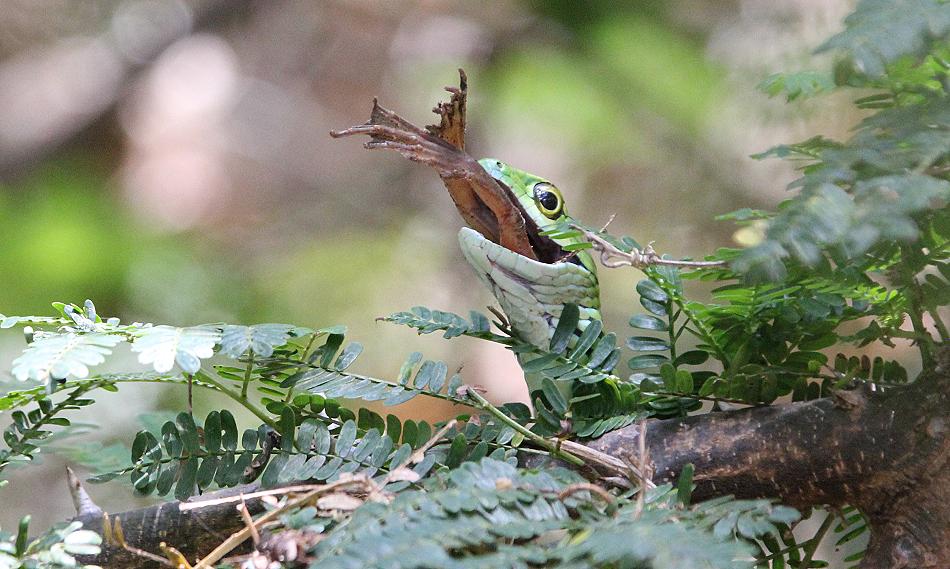 Grasnatter frißt Frosch