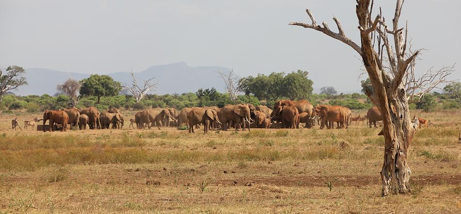 Sentrim Tsavo ex Tarhi Camp