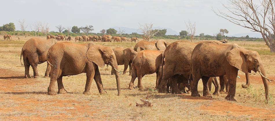 Sentrim Tsavo ex Tarhi Camp