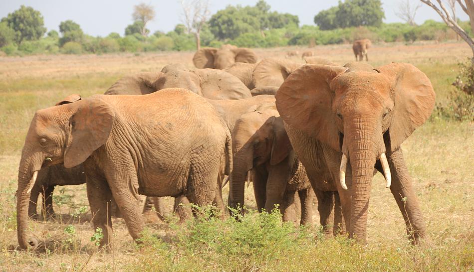 Sentrim Tsavo ex Tarhi Camp