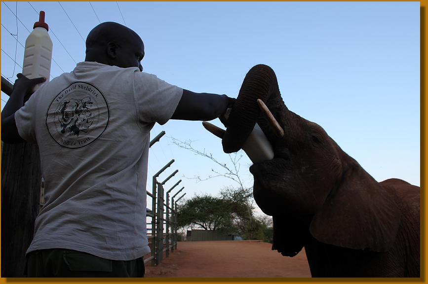 David Sheldrick Wildlife Trust