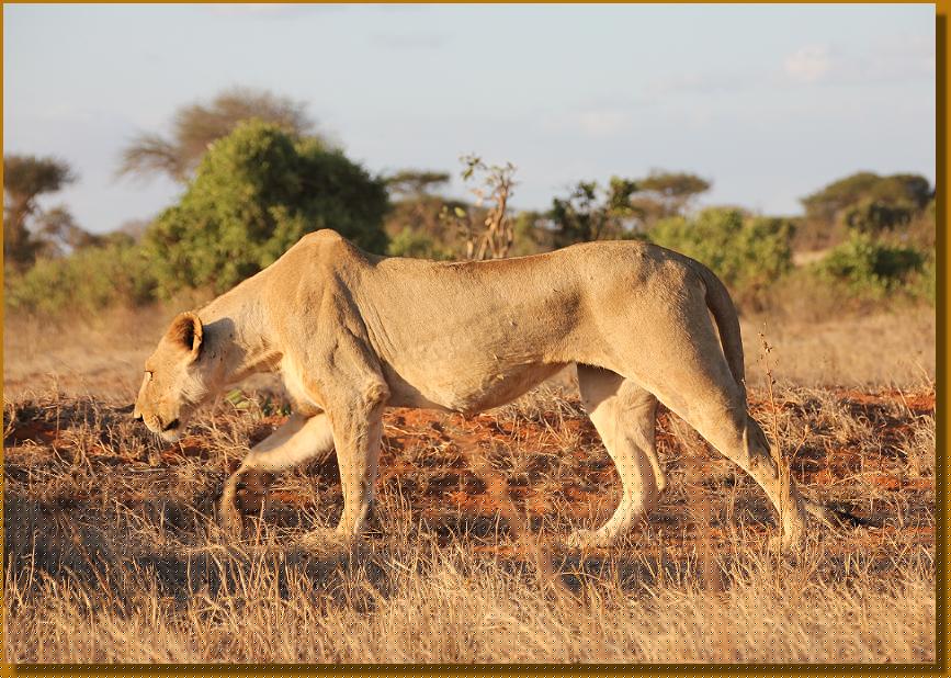 hungriger Löwe im Kanderi Swamp, Tsavo Ost