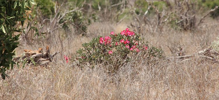 Tsavo Ost Oktober 2018