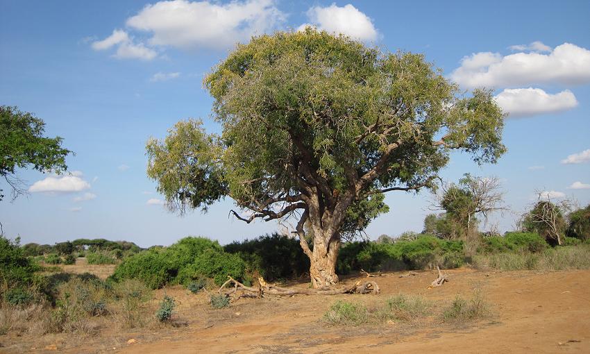 Tsavo Ost Oktober 2018