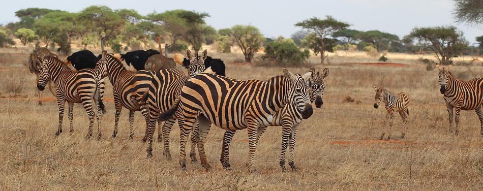 Steppenzebras und Masai Strauße
