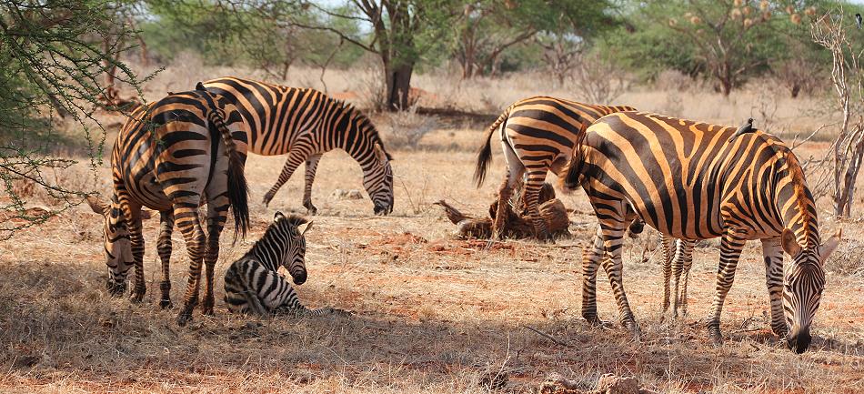 Zebras Ngutuni Rerservat