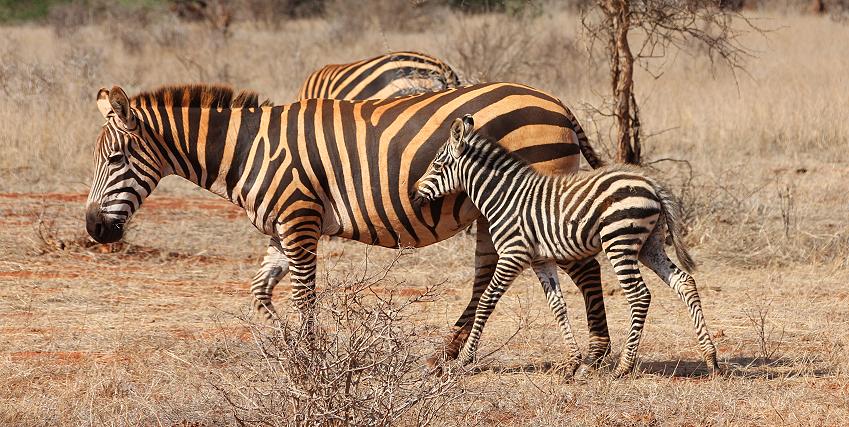 Zebras Ngutuni Rerservat