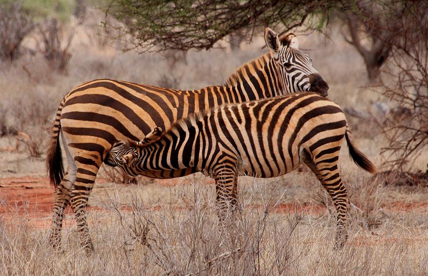 Zebras im Ngutuni Reservat