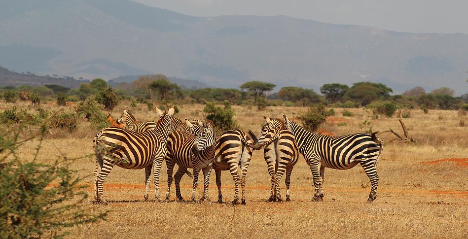 Steppenzebras