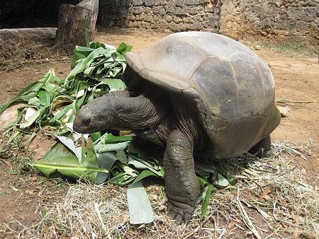 Boko Boko Aldabra Riesenschildkröte