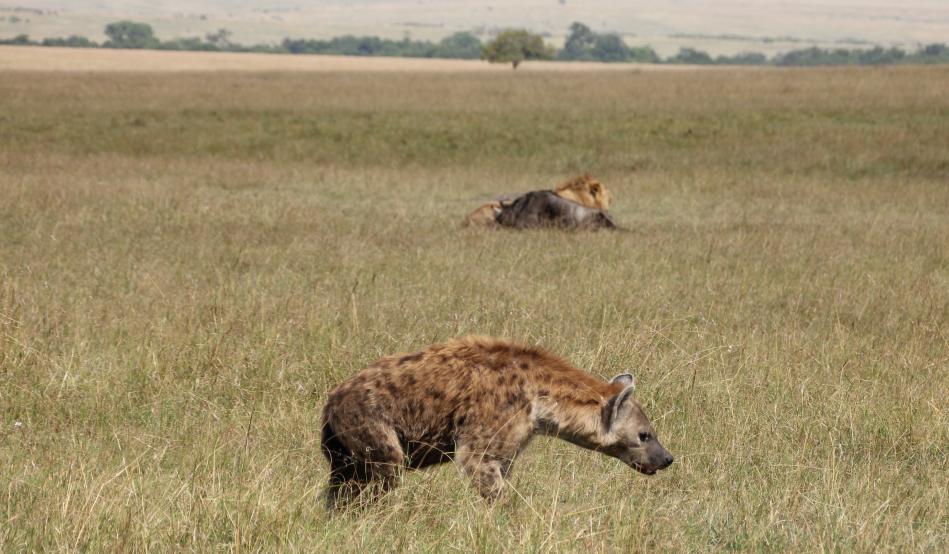 Bili Shaka Lions in den Topi Plains
