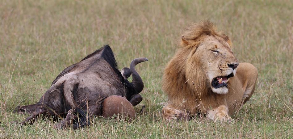 Bili Shaka Lions in den Topi Plains