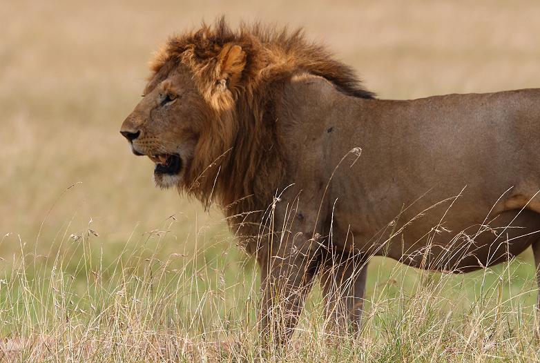 Bili Shaka Lions in den Topi Plains