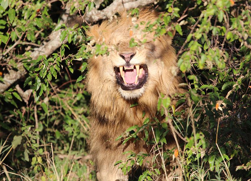 Bila Shaka Lion, Masai Mara