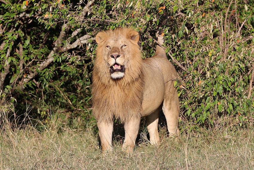 Bila Shaka Lion, Masai Mara