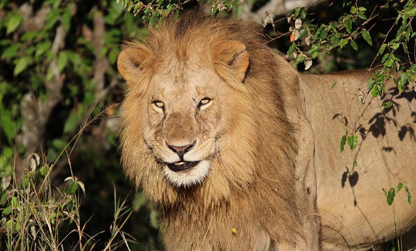 Bila Shaka Lion, Masai Mara