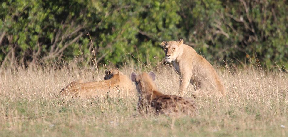 Bila Shaka Lion, Masai Mara