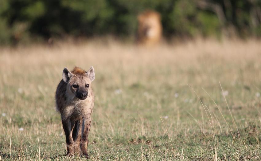Bila Shaka Lion, Masai Mara