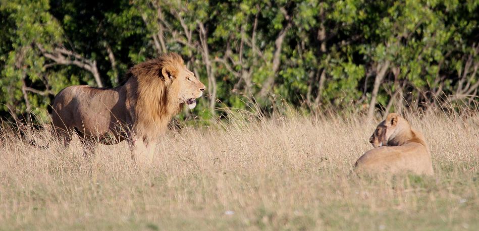 Bila Shaka Lion, Masai Mara