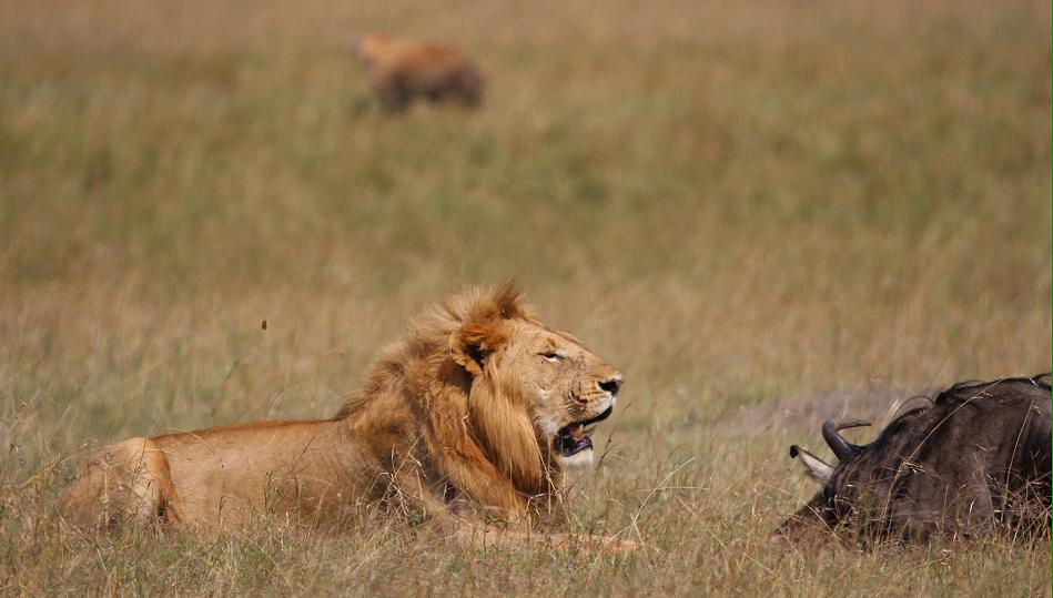 Bili Shaka Lions in den Topi Plains