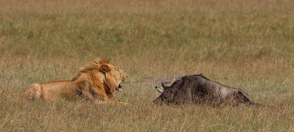 Bili Shaka Lions in den Topi Plains