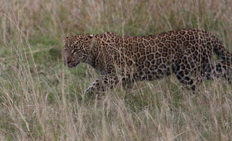 Leopard