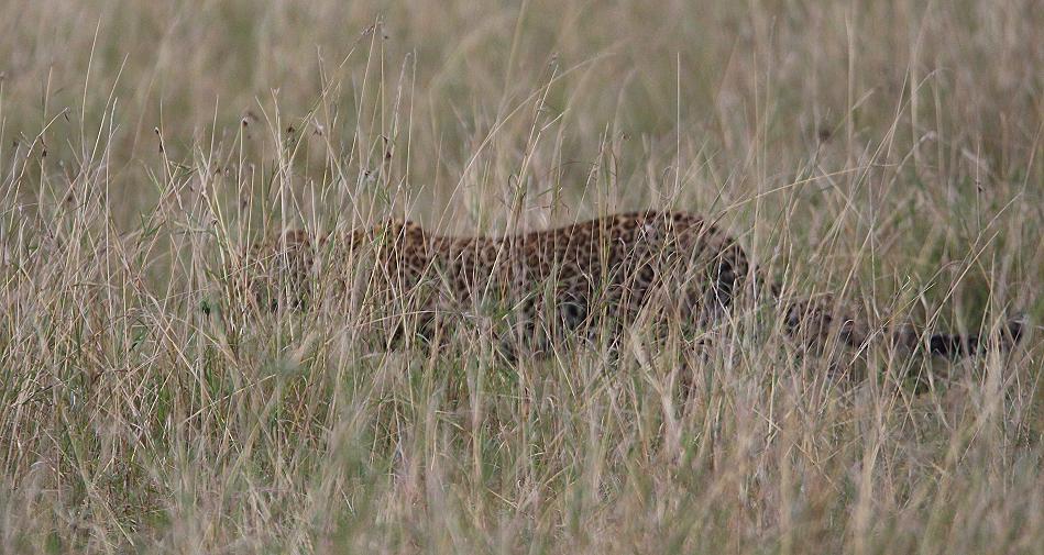 jagender Leopard