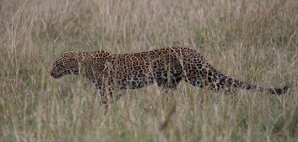 jagender Leopard