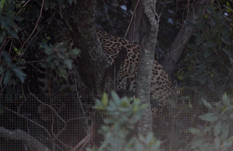 Kaboso Leopard, Masai Mara
