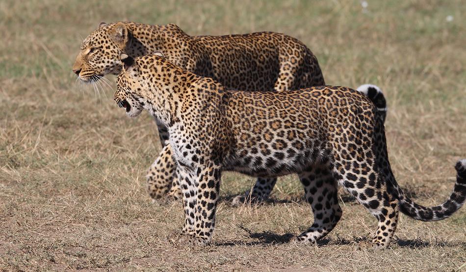 Kaboso Leopard, Masai Mara