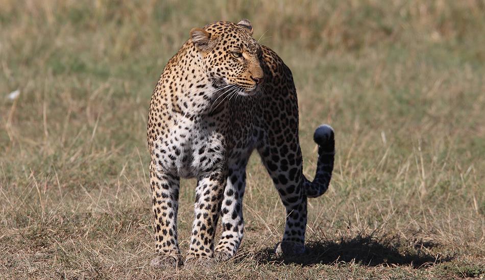 Kaboso Leopard, Masai Mara