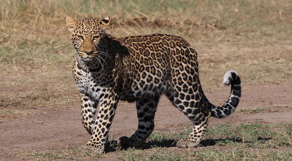 Kaboso Leopard, Masai Mara