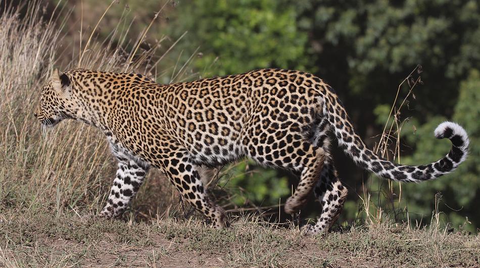 Kaboso Leopard, Sohn, Masai Mara