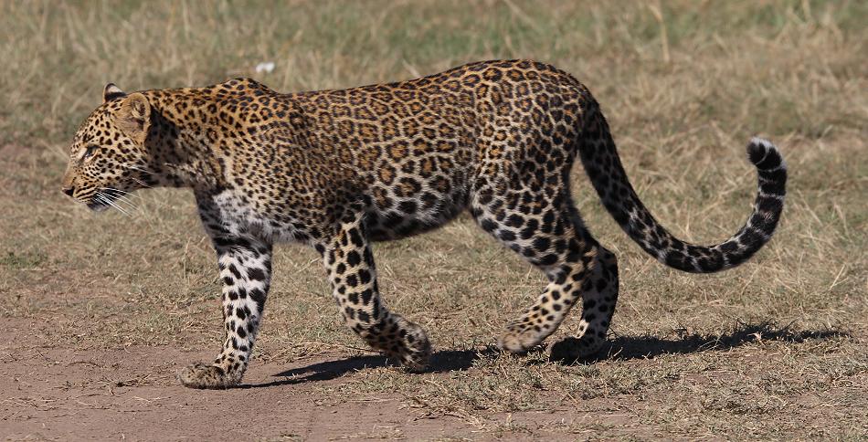 Kaboso Leopard, Tochter, Masai Mara