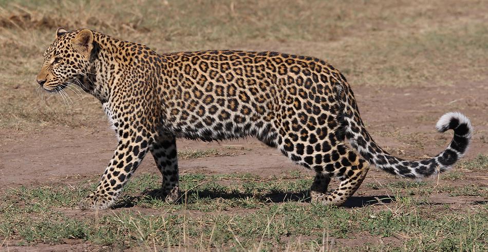 Kaboso Leopard, Sohn, Masai Mara