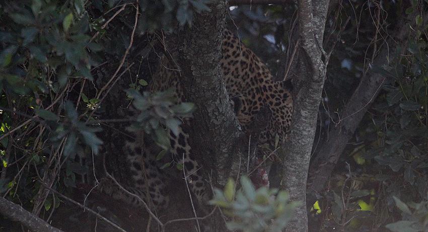 Kaboso Leopard, Masai Mara