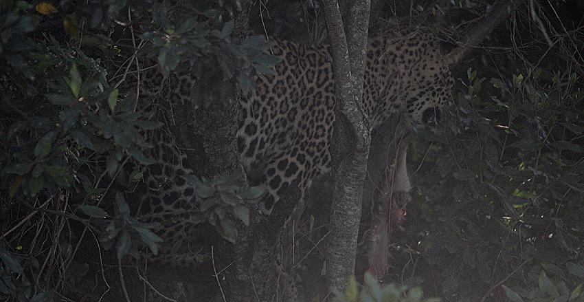 Kaboso Leopard, Masai Mara