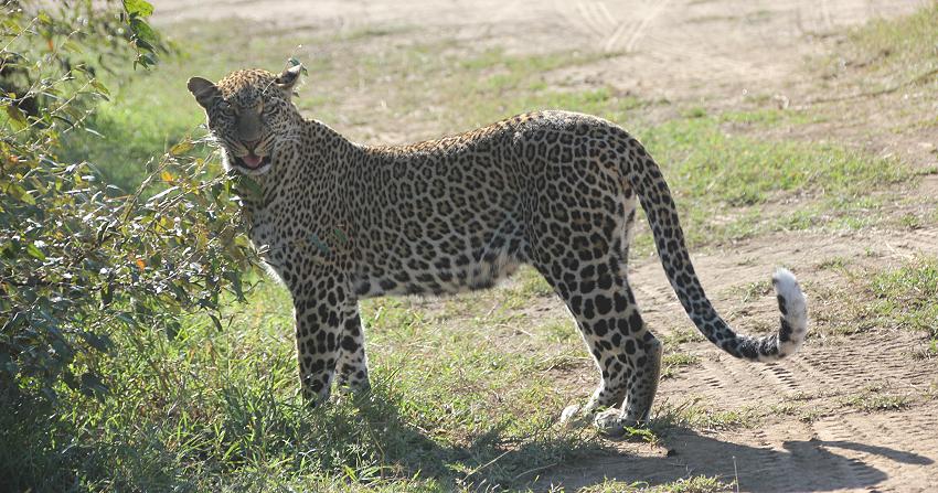 Kaboso Leopard, Masai Mara
