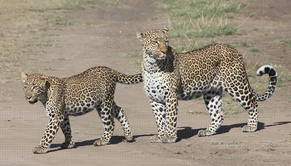 Kaboso Leopard, Mutter und Tochter, Masai Mara