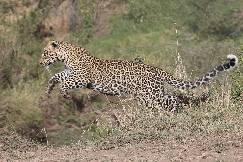 Kaboso Leopard, Sohn, Masai Mara