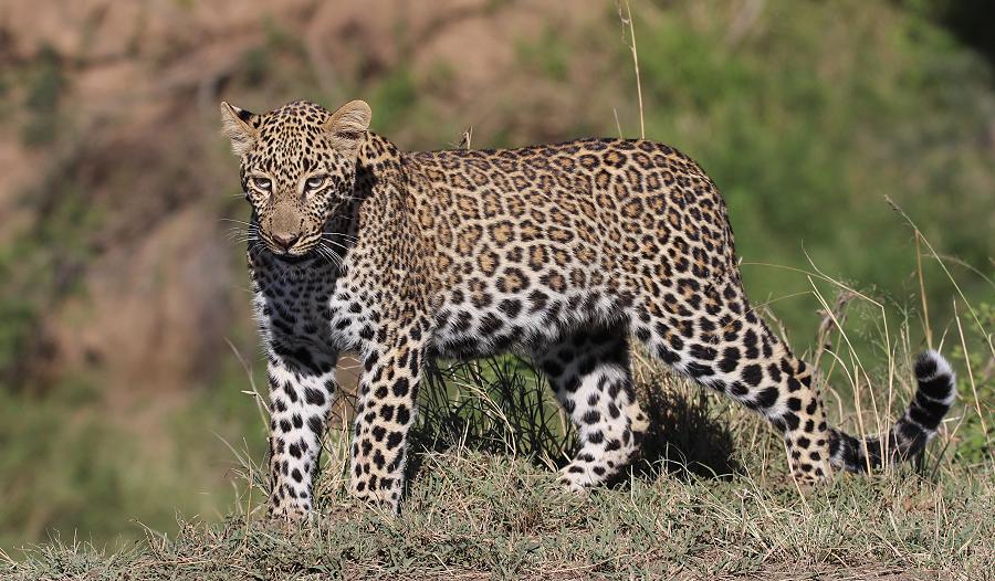 Kaboso Leopard, Tochter, Masai Mara