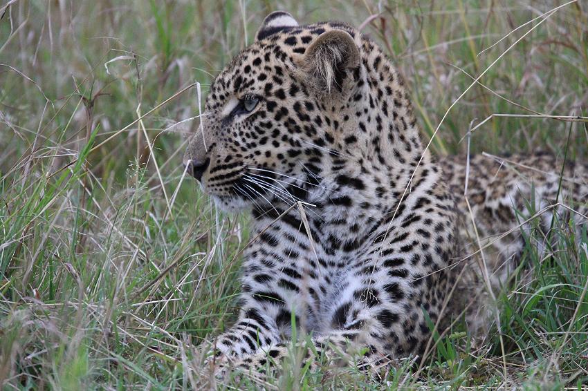 jagender Leopard