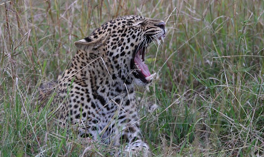 jagender Leopard