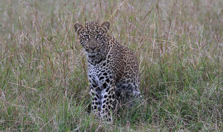 jagender Leopard