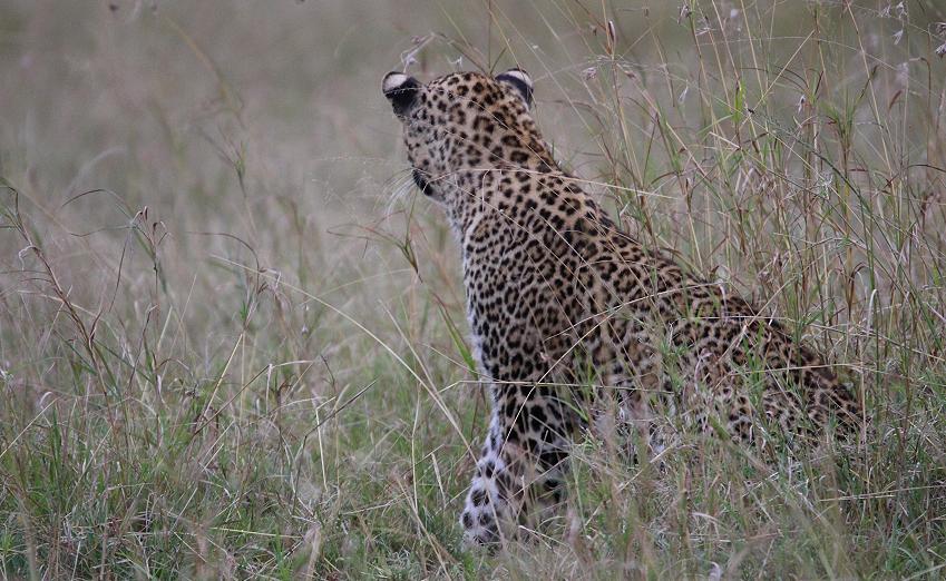 jagender Leopard